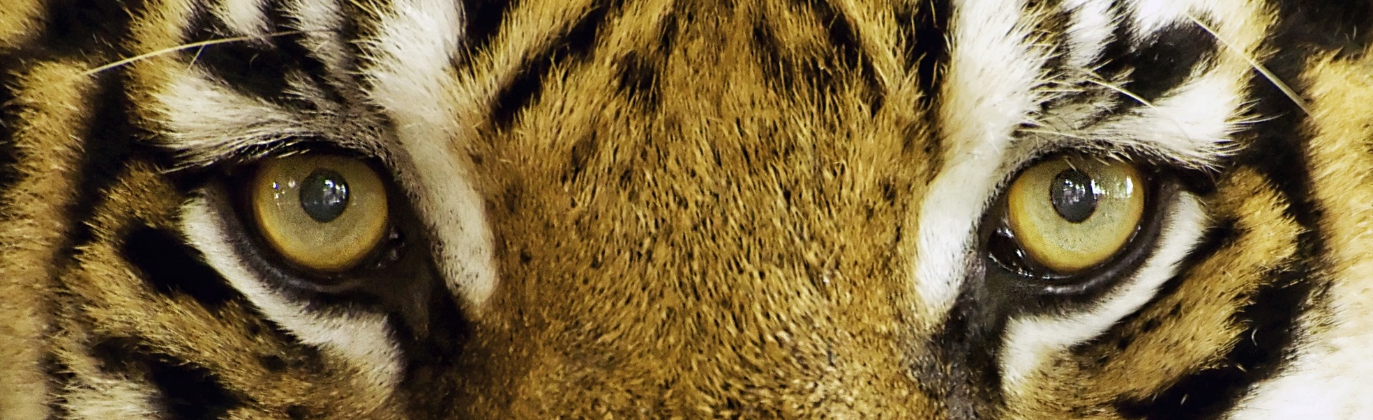 Tiger Eyes